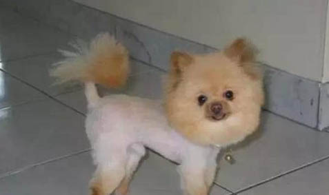 狗狗為什么會得細小？