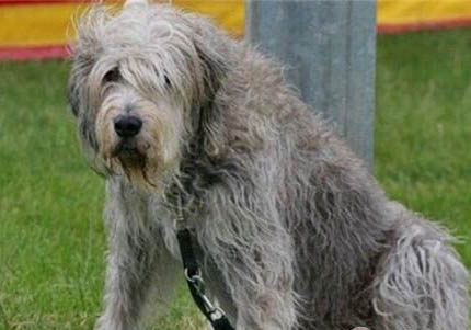 尋血獵犬支氣管炎可以洗澡嗎