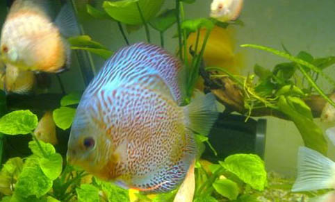 釣鯰魚的最佳時間