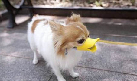 狗狗吐白色液體是什么原因