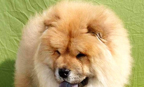 松獅犬的原產(chǎn)地在哪里