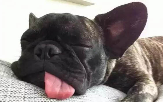 法國斗牛犬跟柯基犬哪個好