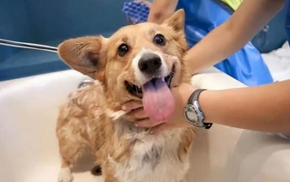 懷孕狗一定要驅蟲嗎