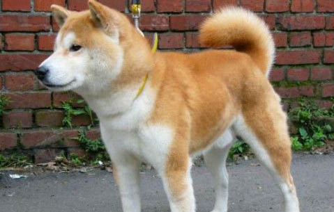 小柴犬犬多少錢一只
