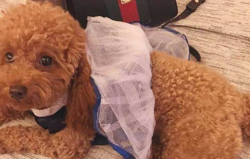 狗可以吃草莓不