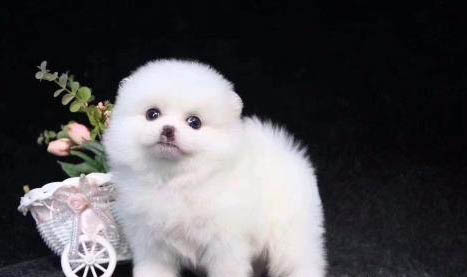 博美驅(qū)蟲多久后可以打疫苗