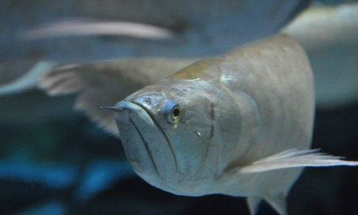 銀龍魚和鸚鵡魚混養(yǎng)需要注意什么