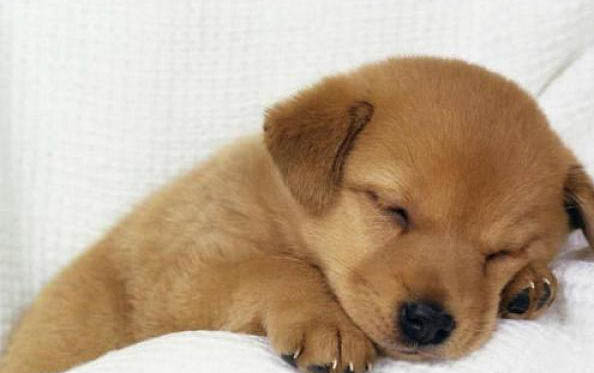 怎么判斷小狗有沒有狂犬病毒