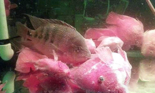 冷水觀賞魚有哪些品種呢?