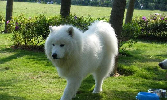 薩摩耶犬怎樣養