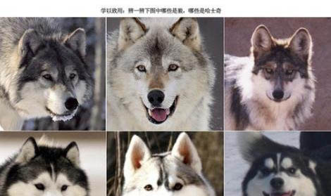 如何選擇哈士奇標準