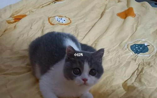 請問貓咪便秘能自愈嗎？