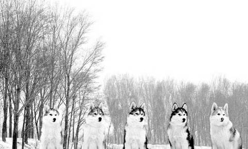 犬瘟多久可以重新養