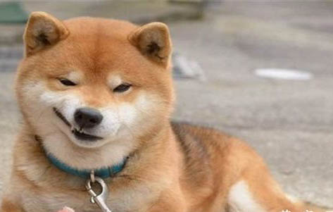 三門峽哪里有賣柴犬