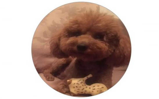 狗狗為什么會突然發(fā)抖