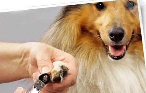 狗狗常見的病及癥狀有哪些