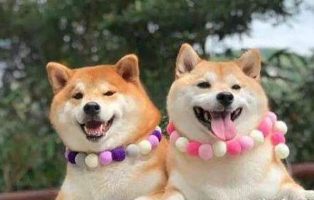 柴犬喂多少一天喂幾次
