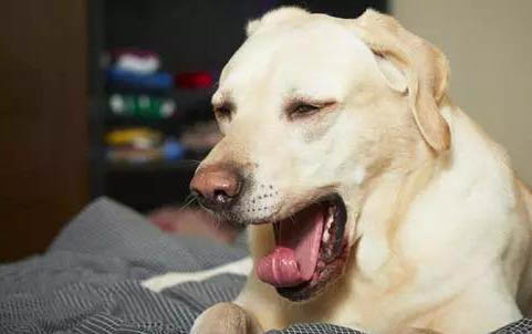 狗狗感冒可以吃什么藥?