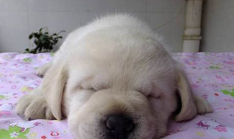 拉布拉多幼犬怎么訓練定點大小便呢