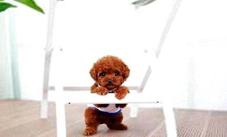 泰迪犬性格特點