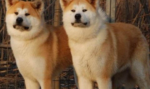 秋田犬和柴犬哪個好養