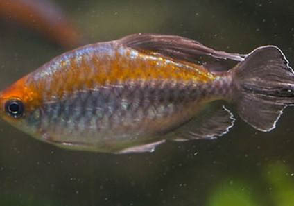 龍魚怎么正確喂食