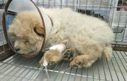 為什么要帶狗狗上高鐵呢