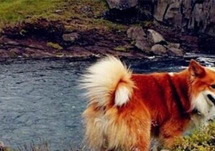 蘇格蘭牧羊犬來月經怎么處理方法
