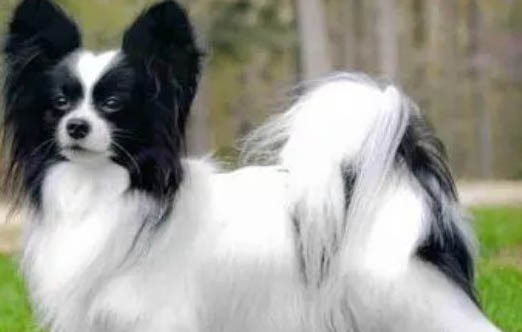 蝴蝶犬流眼淚眼屎多的原因及處理方法