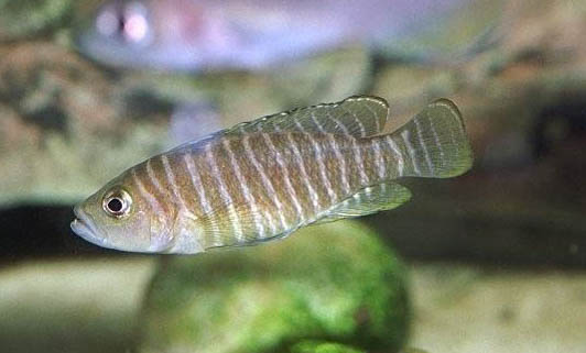 魚缸凈化水質方法