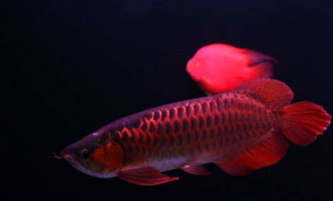 紅龍魚飼養(yǎng)技巧