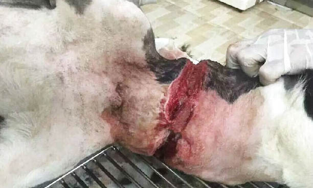 邊境牧羊犬脾臟大的原因及處理方法