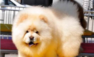熊獅犬和松獅犬哪個好