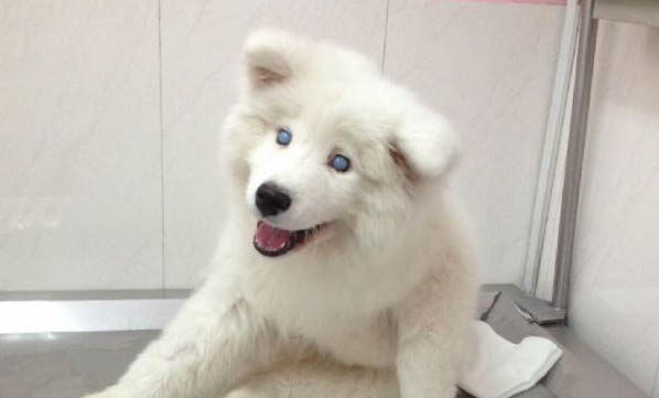 狗狗感冒吃什么藥?