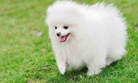 博美犬和泰迪哪個(gè)好