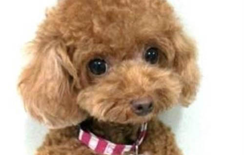 棉花面紗犬哪里有賣