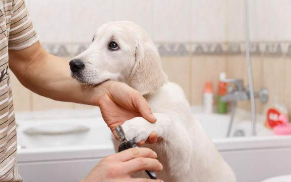犬瘟多久能產生抗體