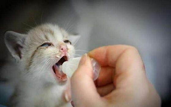 小貓不吃東西怎么辦啊