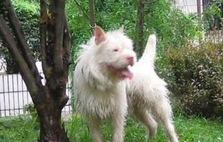 正宗下司犬多少錢一只圖片