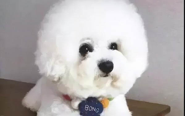 狗狗發(fā)燒用什么藥退燒最快