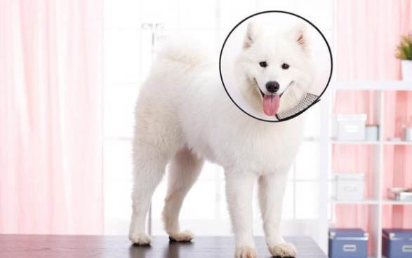 狗狗骨折了可以自愈嗎