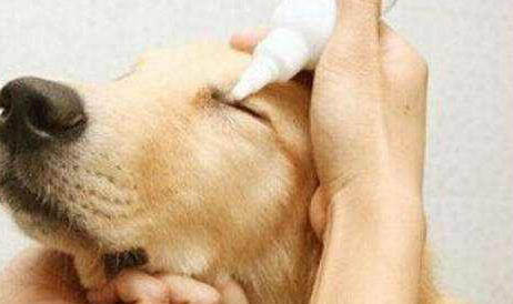 泰迪犬養多久才會認主人