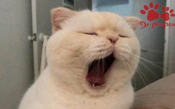 貓咪為什么會吐黃水不吃東西？