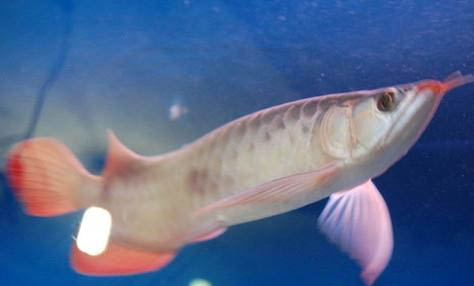 麥穗魚(yú)多大可以繁殖
