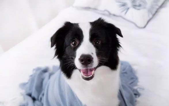 邊牧犬的缺點有哪些