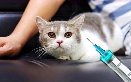 貓咪淚腺分泌過多的原因及處理方法