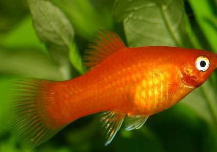 魚缸水突然渾濁怎么辦