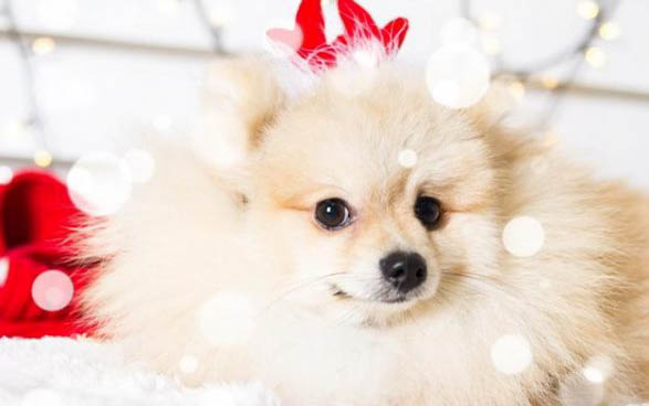 博美茶杯犬價格多少錢一只