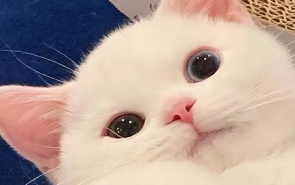 小貓出生多久可以碰？