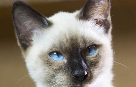 寵物貓?jiān)谀睦锟梢猿鍪? /><p>寵物店：你可以在當(dāng)?shù)氐膶櫸锏昊驅(qū)櫸锪闶凵痰陮ふ液线m的寵物貓。這些地方通常會(huì)有許多不同品種的寵物貓供你選擇，并且店員可以為你提供有關(guān)寵物貓的信息和幫助。</p><p>動(dòng)物收容所：你也可以在當(dāng)?shù)氐膭?dòng)物收容所尋找寵物貓。動(dòng)物收容所通常會(huì)有許多流浪動(dòng)物和被遺棄的寵物貓，需要新的家庭。你可以在這里幫助一只無(wú)家可歸的貓咪，同時(shí)也能獲得一只非常可愛(ài)的寵物。</p><p>網(wǎng)上平臺(tái)：你也可以在網(wǎng)上平臺(tái)上尋找寵物貓。例如，你可以在OLX或Craigslist上搜索“寵物貓”，看看有沒(méi)有適合你的貓咪。這些網(wǎng)站上的寵物貓的價(jià)格通常比較便宜，但是需要謹(jǐn)慎，因?yàn)橛锌赡苁球_子。</p><p>無(wú)論你選擇哪種方式購(gòu)買寵物貓，都應(yīng)該仔細(xì)考慮是否有足夠的時(shí)間、精力和金錢來(lái)照顧寵物貓。擁有寵物貓是一項(xiàng)重大責(zé)任，需要每天照料和陪伴。</p></div></div>
			</article>			
        </div>
		<aside class=